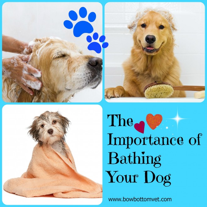 where to bathe your dog